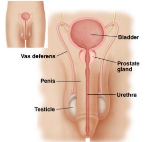 men's penis and prostate